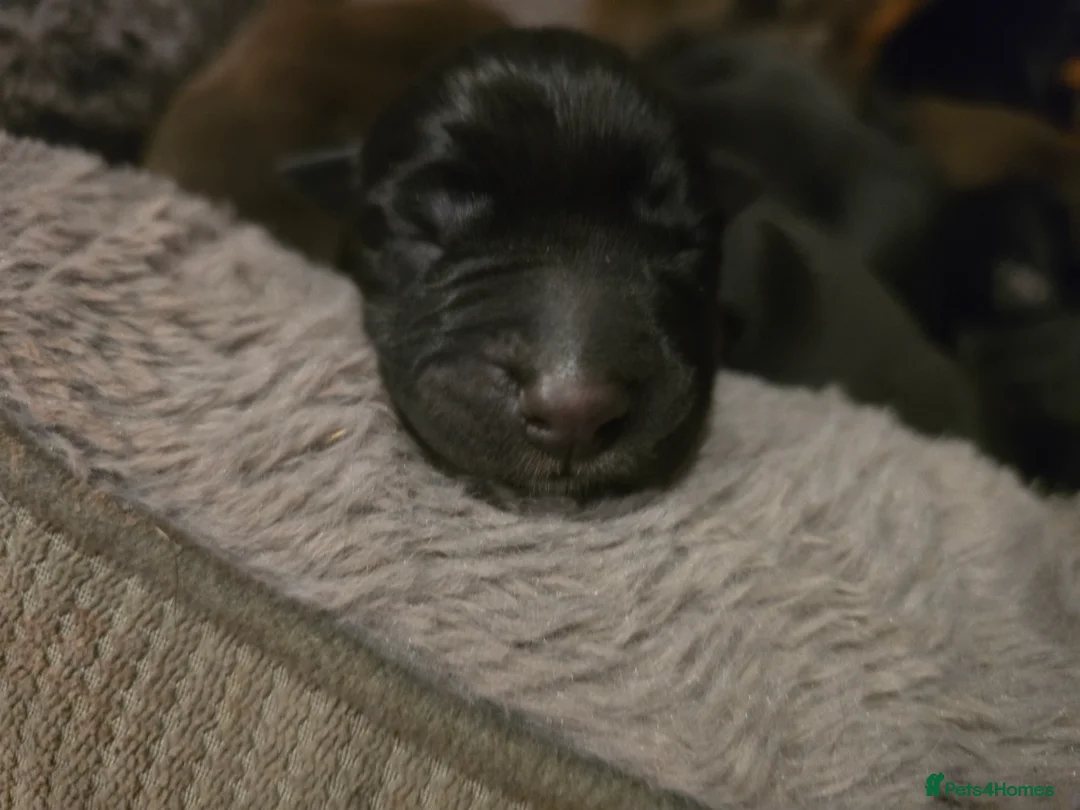 Mixed Breed dogs for sale: Doberman x Collie pups! - Advert 14