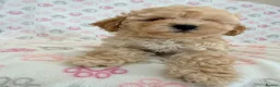 Maltipoo dogs for sale: Beautiful health tested happy Maltipoo puppys  - Advert 15