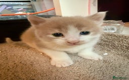 British Shorthair cats for sale: 🐾Turkish Angora × British Blue Kittens Ready Soon - Image 19