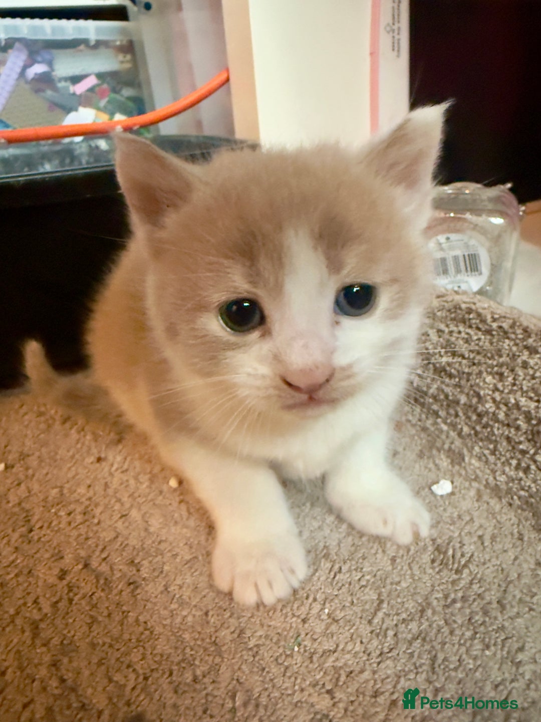 British Shorthair cats for sale: 🐾Turkish Angora × British Blue Kittens Ready Soon - Image 19