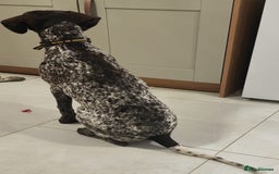 German Shorthaired Pointer dogs for sale: german shorthaired pointer  - Image 3