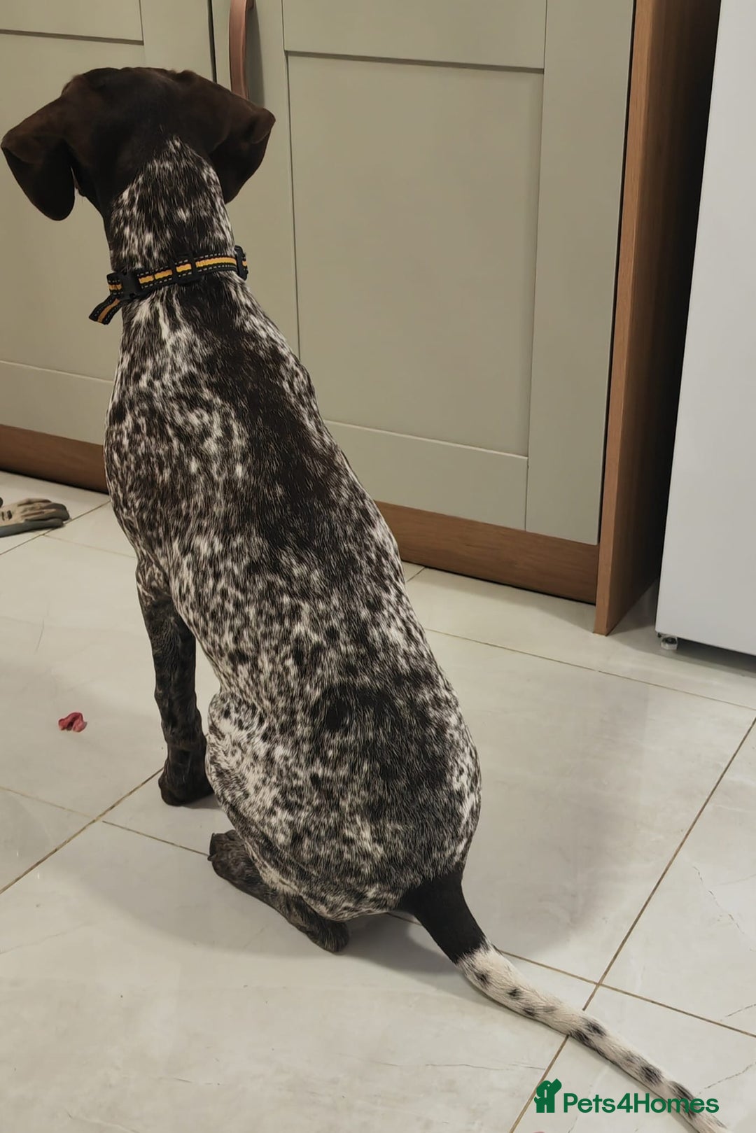 German Shorthaired Pointer dogs for sale: german shorthaired pointer  - Image 3