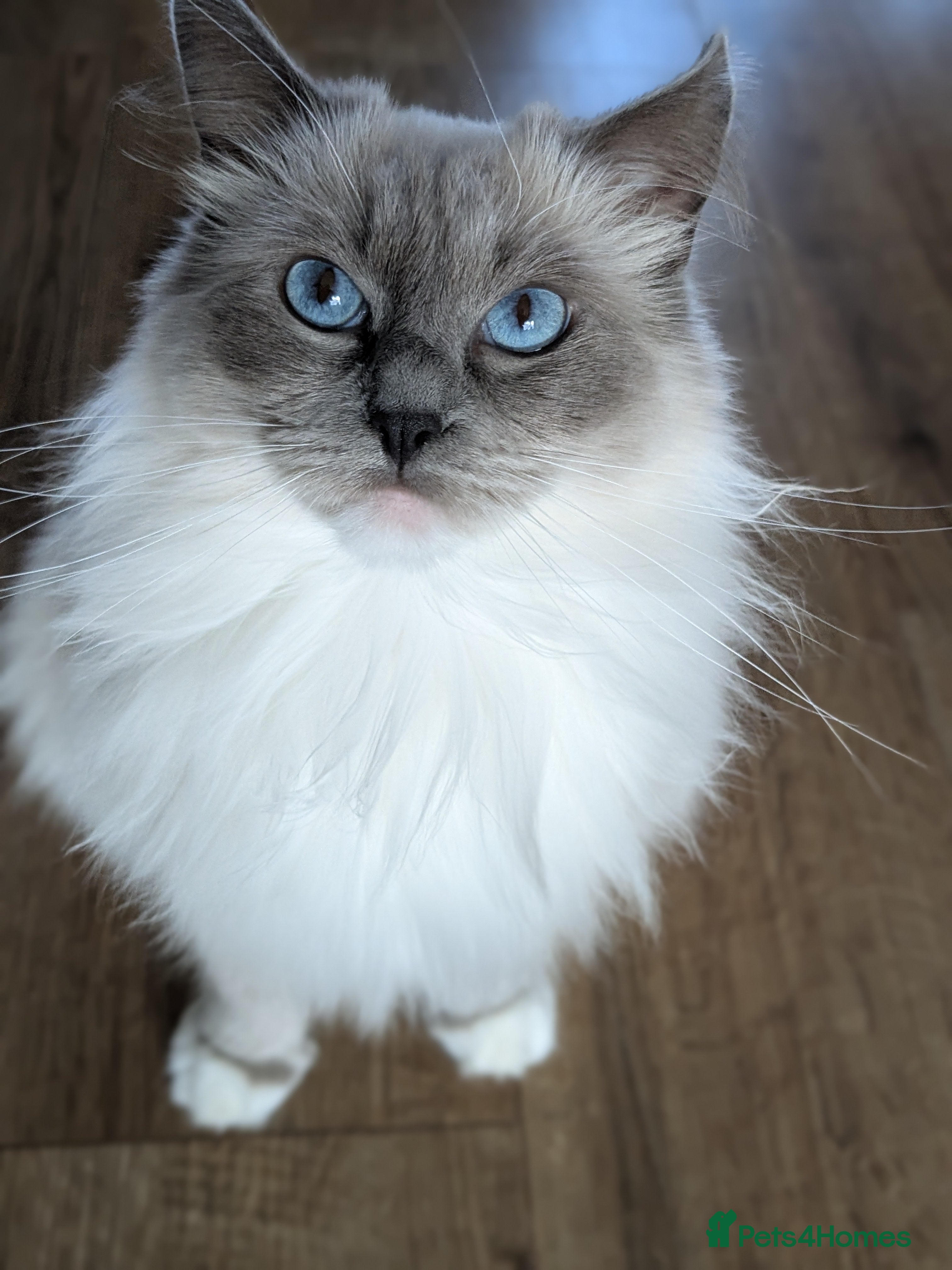 Ragdoll cats Beautiful GCCF Registered Ragdoll Kittens  🐾 - Advert 1