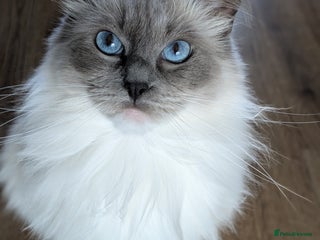 Ragdoll cats Beautiful GCCF Registered Ragdoll Kittens 🐾 - Advert 1