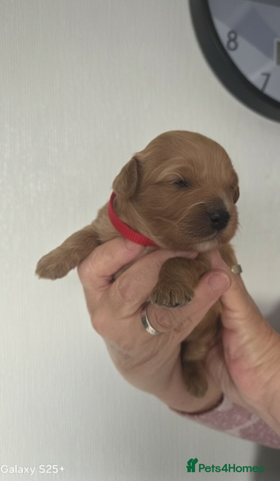 Cavapoo dogs for sale: Beautiful F1 cavapoos from health tested parents  - Image 6