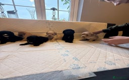 Cockapoo dogs for sale: Cockapoo F2 beautiful puppies  - Image 26