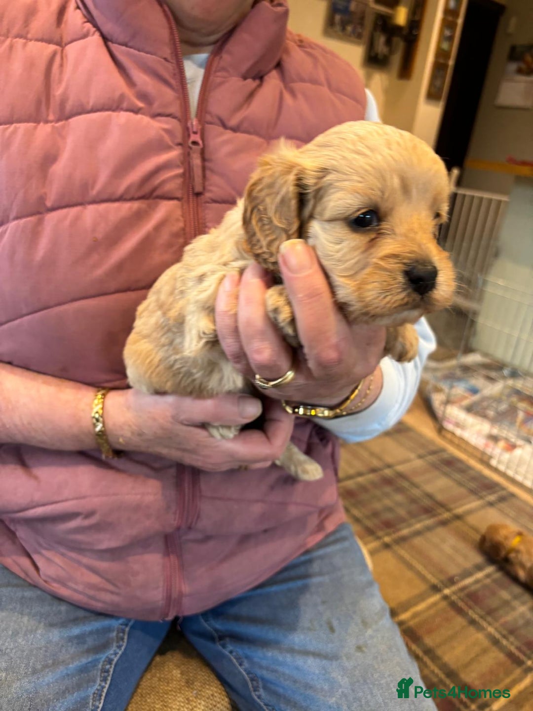 Cavapoo dogs for sale: Adorable F1 Cavapoo Puppies - Advert 3