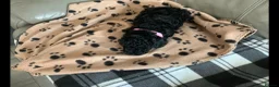 Maltipoo dogs for sale: 4 beautiful maltipoo puppies for sale - Advert 8