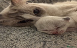 Ragdoll cats for sale: Five Beautiful Pure Breed Ragdoll Kittens🤍 - Image 14