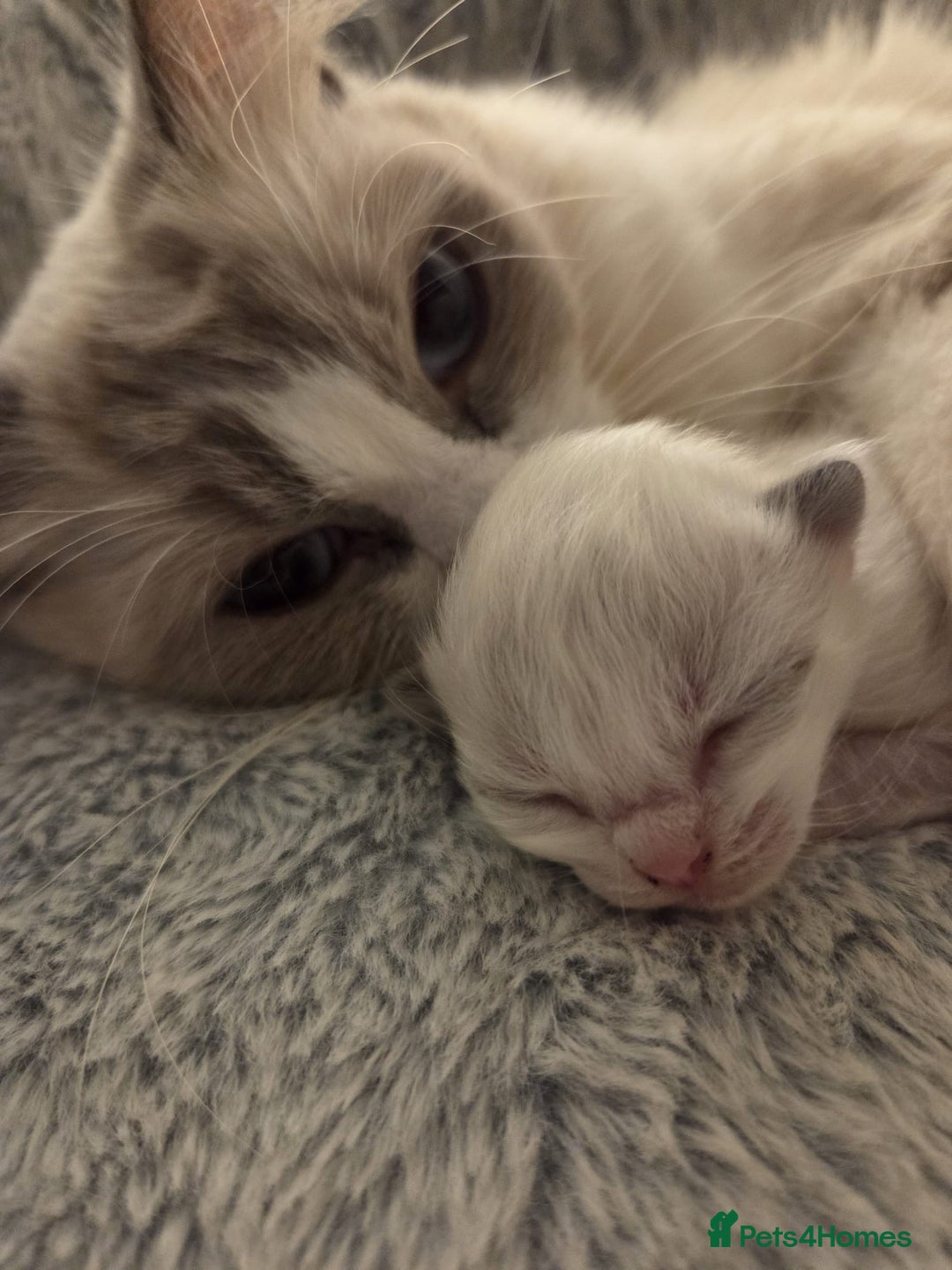 Ragdoll cats for sale: Five Beautiful Pure Breed Ragdoll Kittens🤍 - Image 14