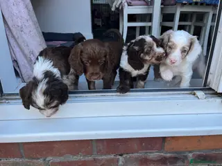 Cockapoo dogs Cockapoo f1b puppy’s - Advert 10