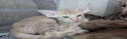 Oriental cats for sale: Friendly loving female  - Advert 11