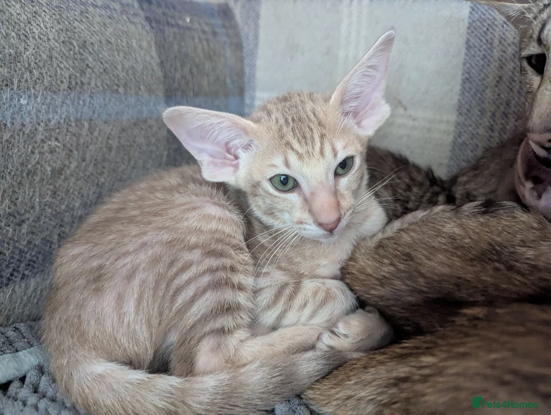 Oriental cats for sale: Friendly loving female  - Advert 11