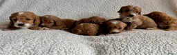 Cockapoo dogs for sale: F1bcockapoo puppies - DNA Health test clear  in Staines - Advert 32
