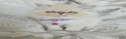 Persian cats for sale: Stunning Pedigree Persian Girl  - Advert 4