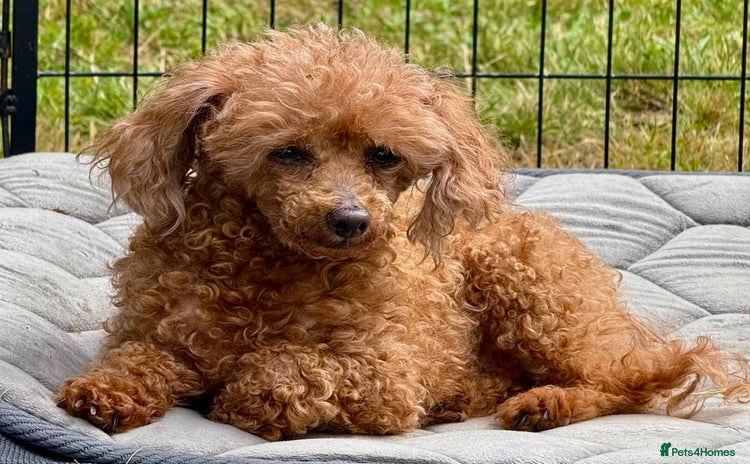 Miniature Poodle dogs - Advert 2