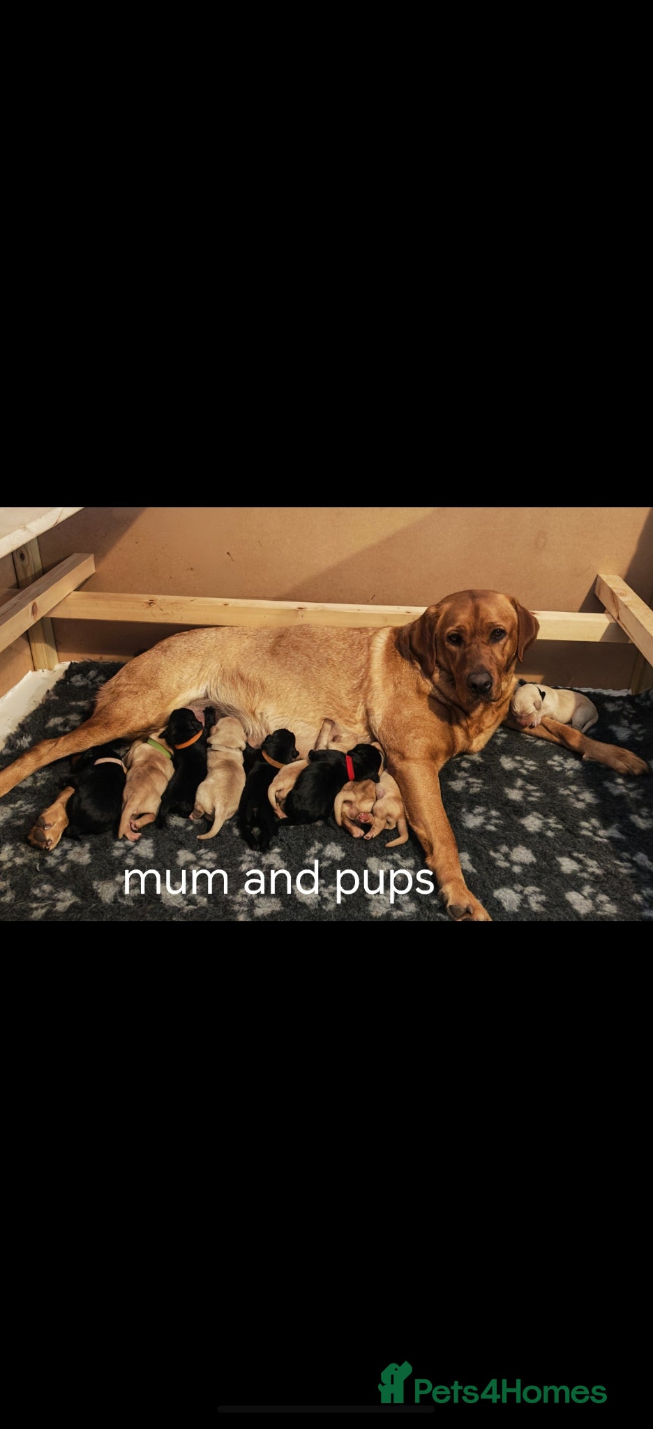 Labrador Retriever dogs for sale: KC registered Labrador retrievers - Advert 1