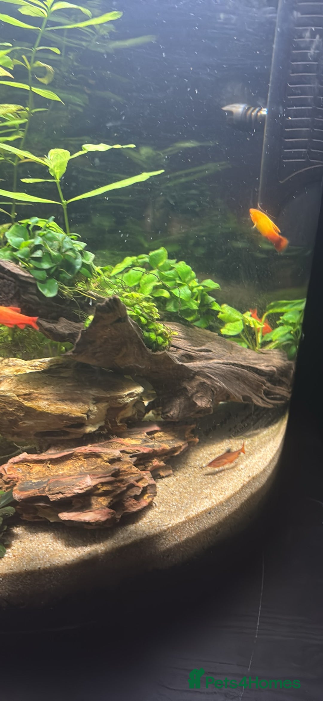 Barbs fish for sale: Full tropical setup with live plants and fish - Advert 9