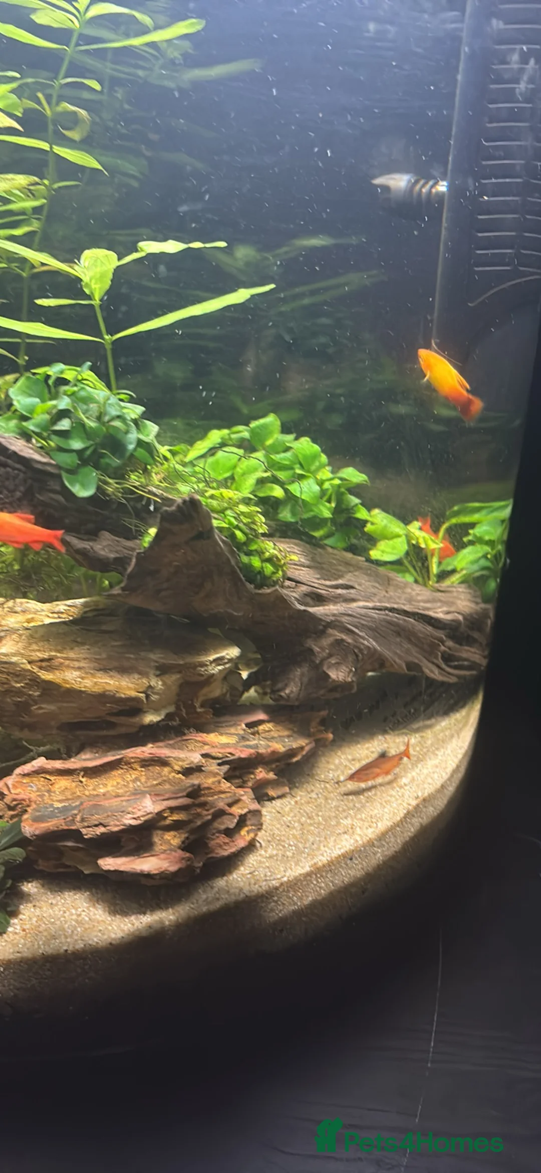 Barbs fish for sale: Full tropical setup with live plants and fish - Advert 9