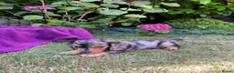 Miniature Dachshund dogs for sale: Miniature long haired dachshunds - Advert 6