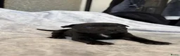Staffordshire Bull Terrier dogs for sale: Stunning Staffordshire bull terrier puppies in Manchester - Advert 26