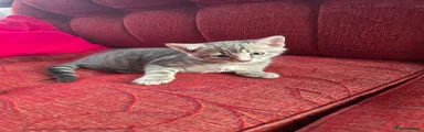 Domestic Shorthair Kitten 3