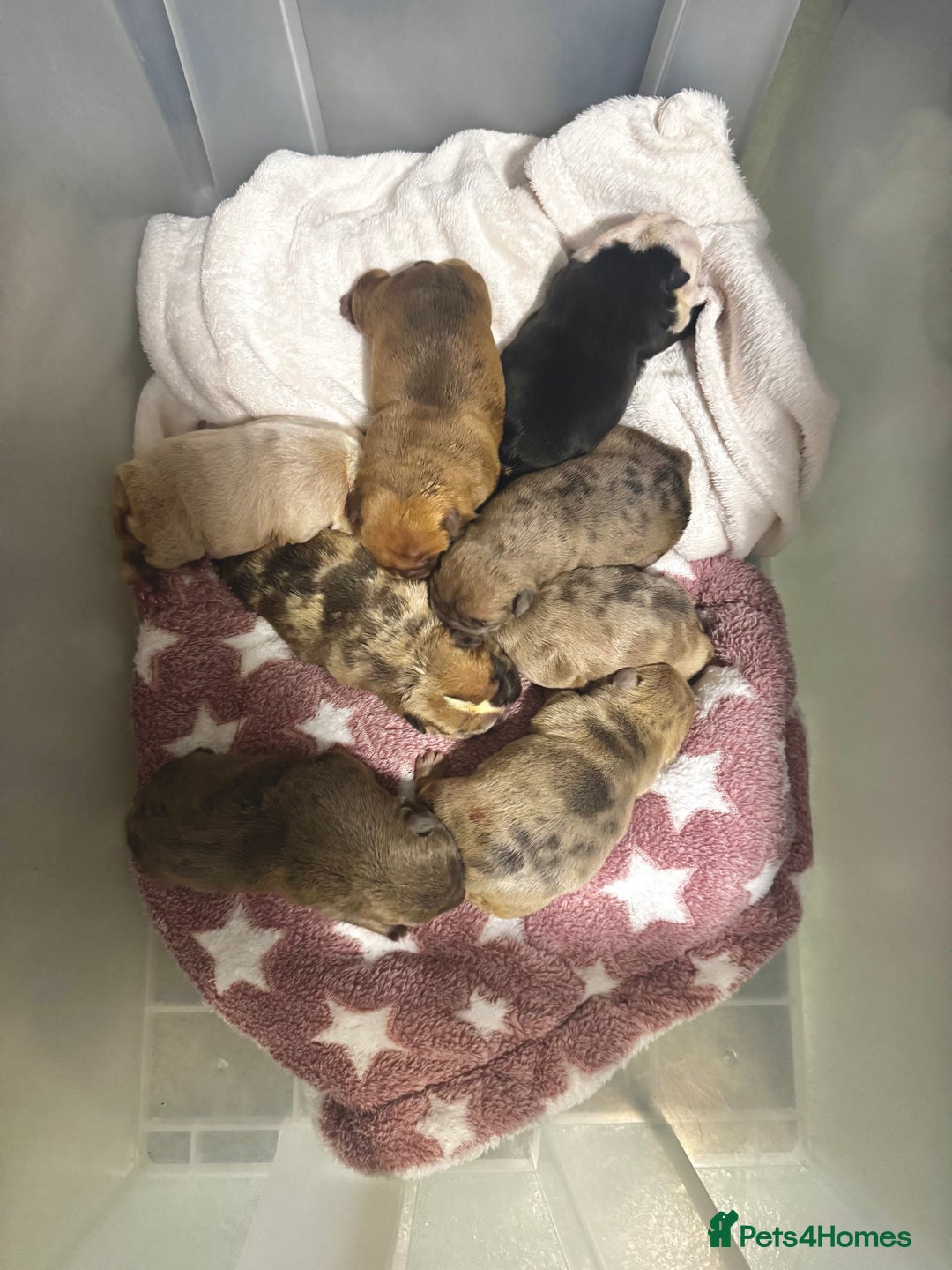 English Bulldog dogs for sale: Stunning litter of coloured Bulldogs home reared - Advert 3