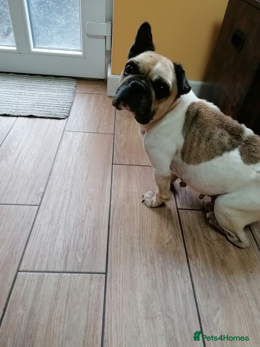 Mixed Breed dogs for adoption: 💖ELVA -a Sweet Frenchie Rescued From Starvation💖 - Advert 10
