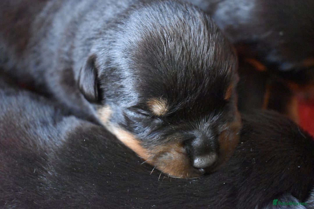 Rottweiler dogs for sale: Champion-Bred Rottweiler Puppies for Loving Homes - Advert 7
