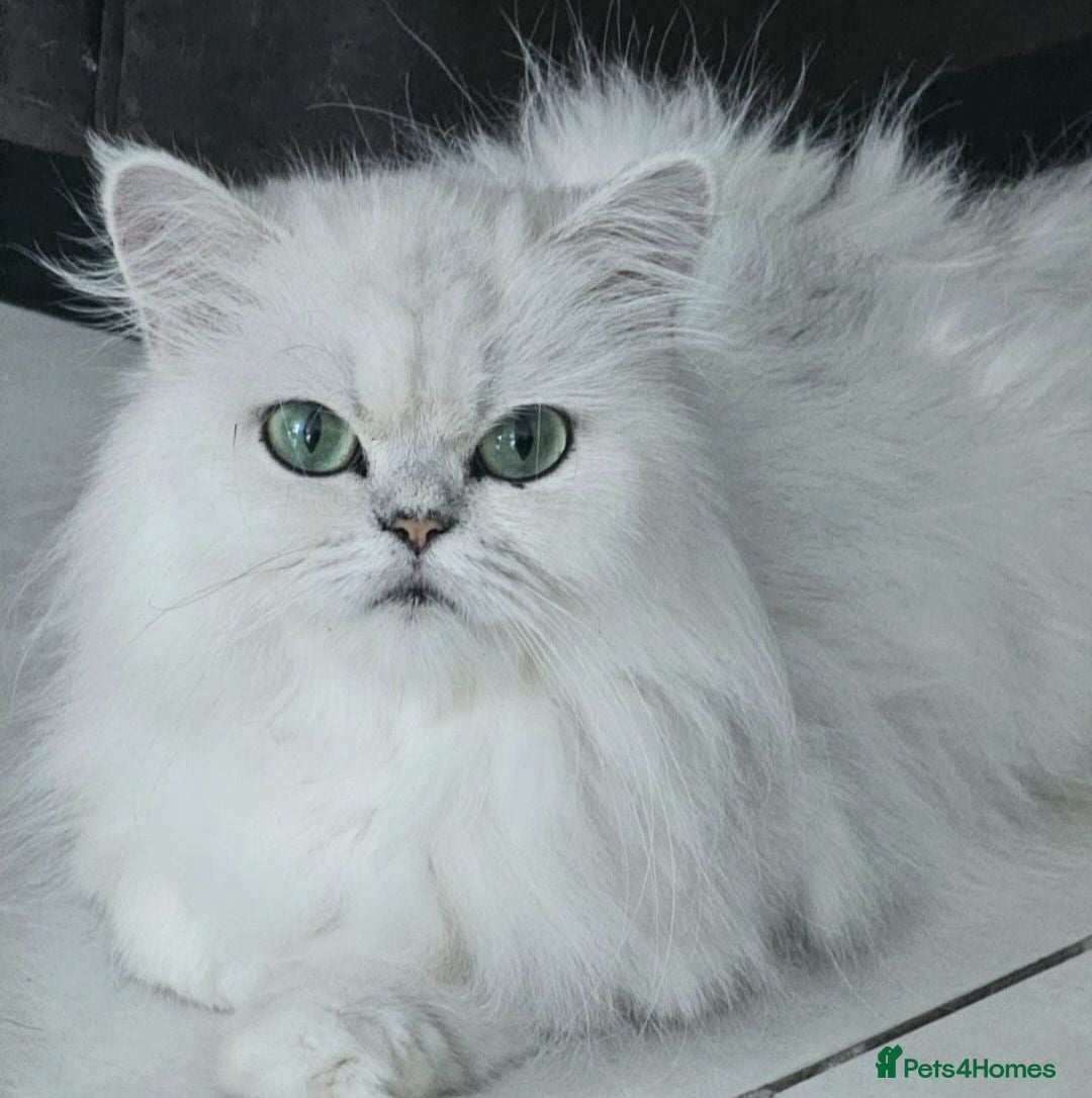 Persian cats 2 Beautiful Persian Chinchilla kittens for sale - Advert 1