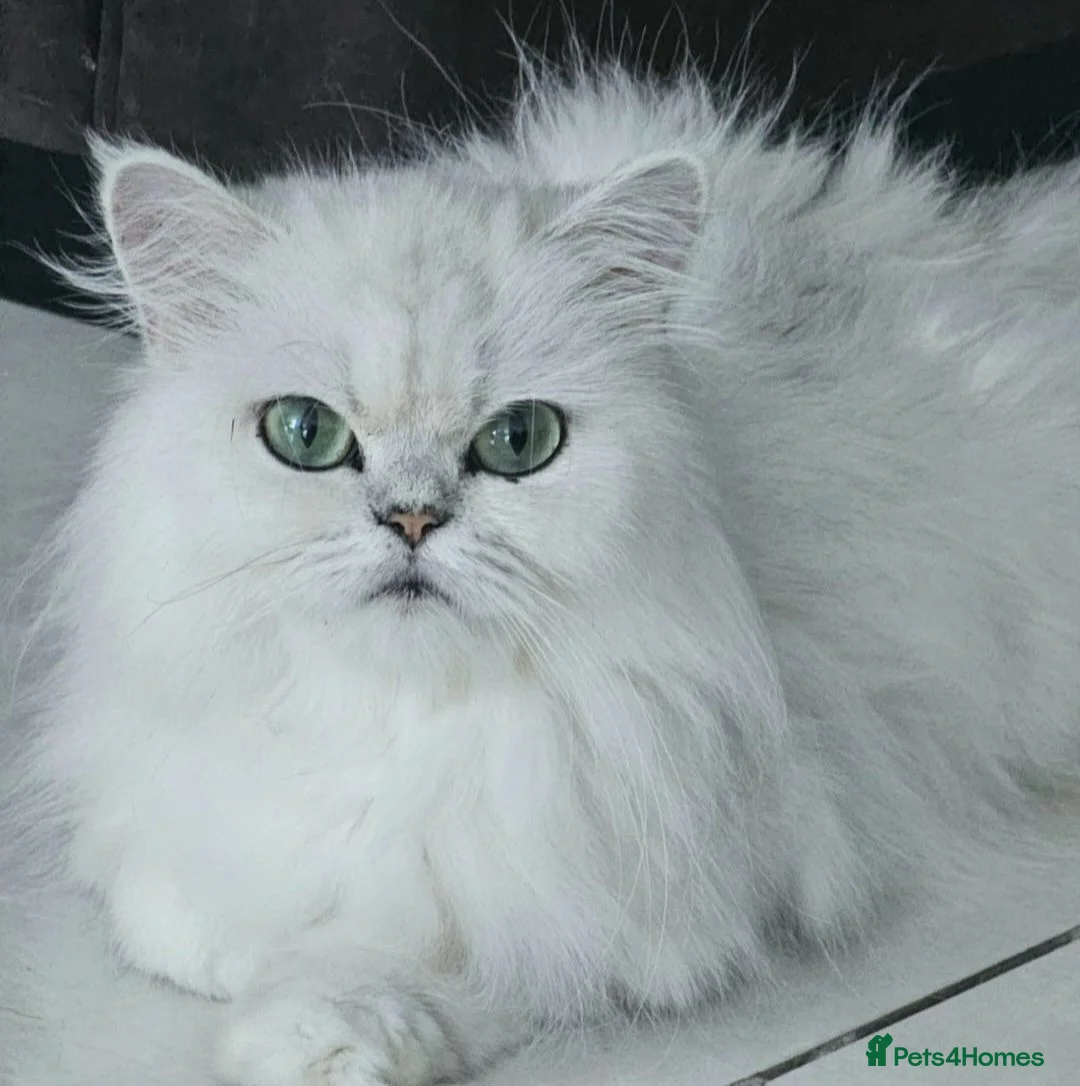 Persian cats for sale: 2 Beautiful Persian Chinchilla kittens for sale - Advert 1
