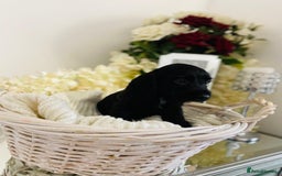 Cocker Spaniel dogs for sale: Beautiful litter of show type cocker spaniels - Image 5