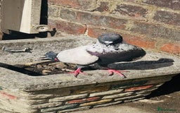 Pigeons birds for sale: Pigeon  - Image 2