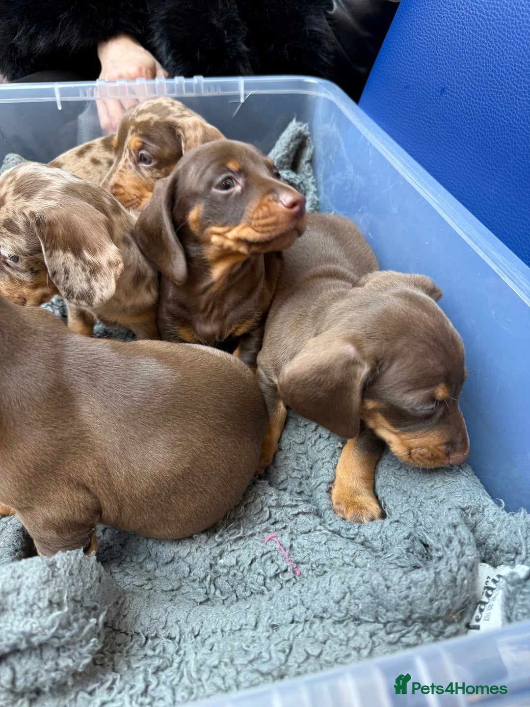 Miniature Dachshund dogs for sale: Mini Dachshunds  - Advert 20