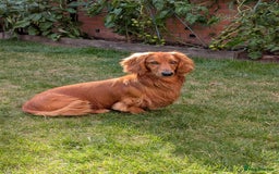 Dachshund dogs for stud: KC registered standard long haired dachshund  - Image 2