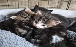 Siberian cats for sale: Beautiful Siberian x BSH kittens  - Image 5