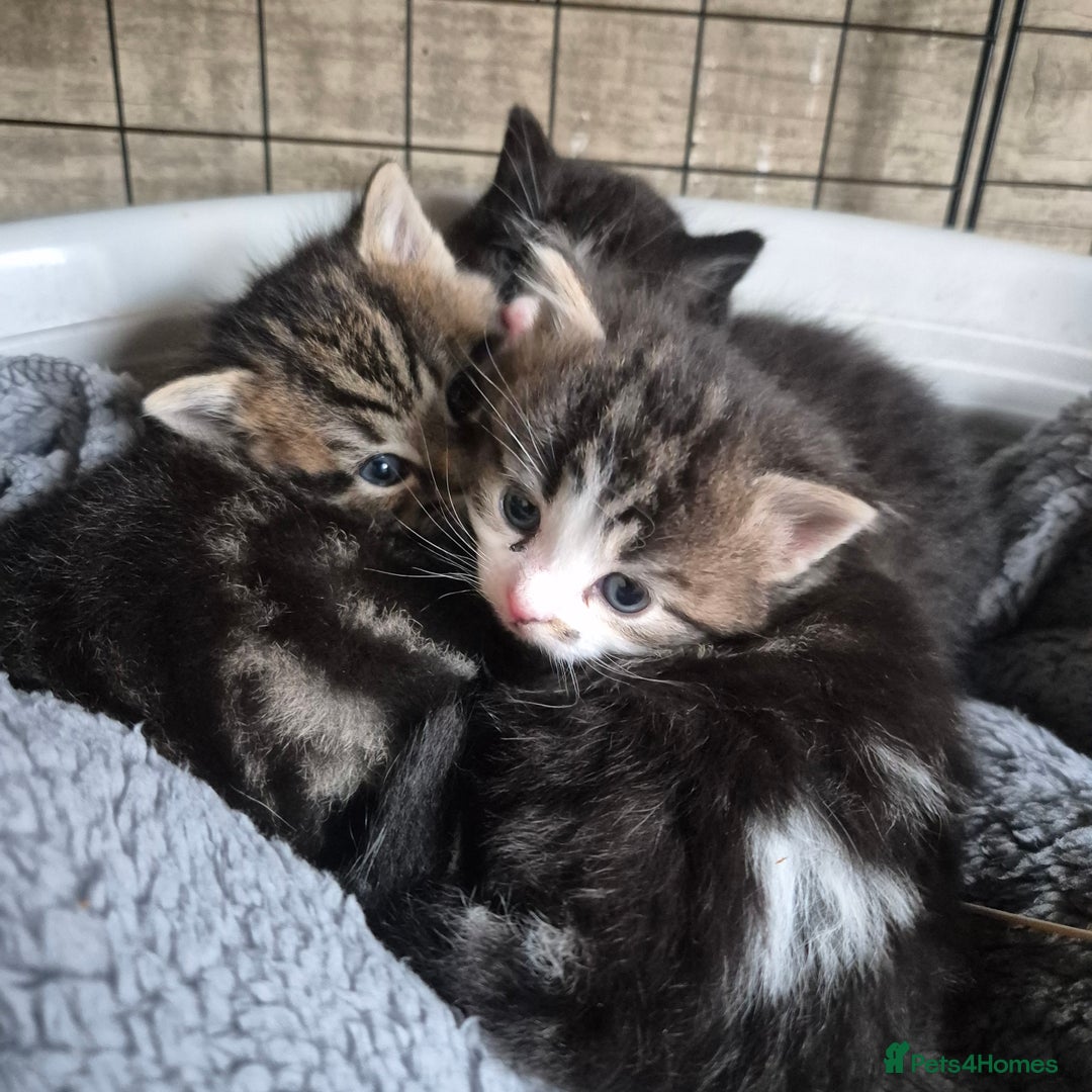 Siberian cats for sale: Beautiful Siberian x BSH kittens  - Image 5