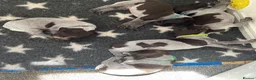German Wirehaired Pointer dogs for sale: KC Reg German Wirehaired pointers Due July  - Advert 3