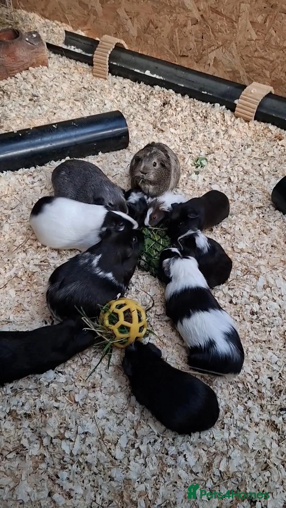 Guinea Pig rodents for sale: Stunning Boars and Sows Available  - Advert 2