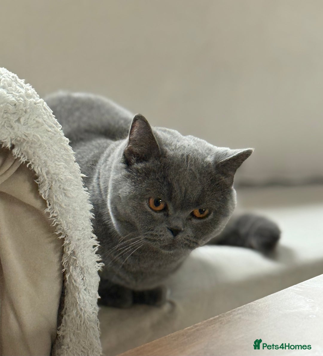 British Shorthair cats for sale: Blue British Shorthair Sisters Sold Together 🌸 - Advert 4