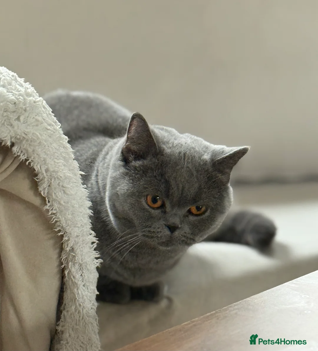 British Shorthair cats for sale: Blue British Shorthair Sisters Sold Together 🌸 - Advert 4