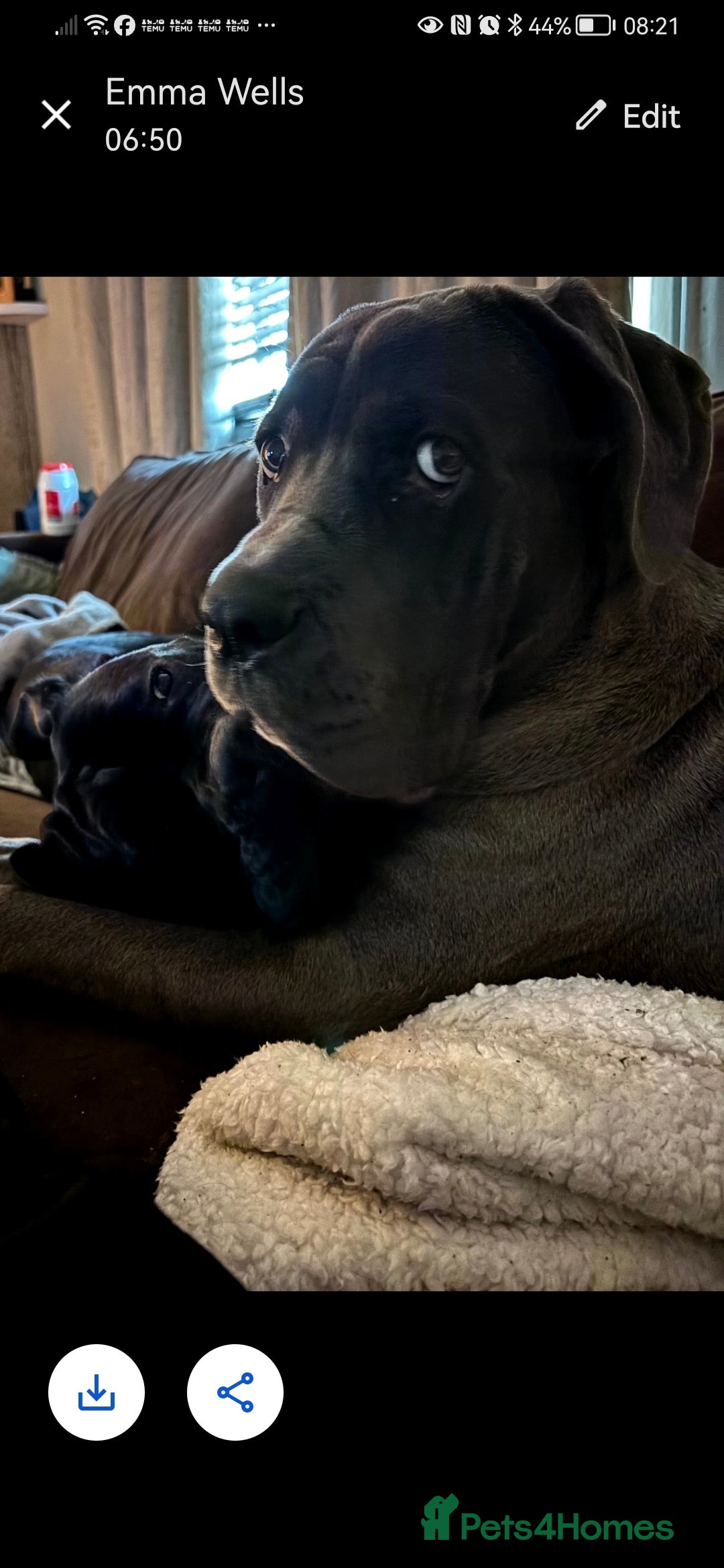 Cane Corso dogs for sale: Cane corso - Advert 6