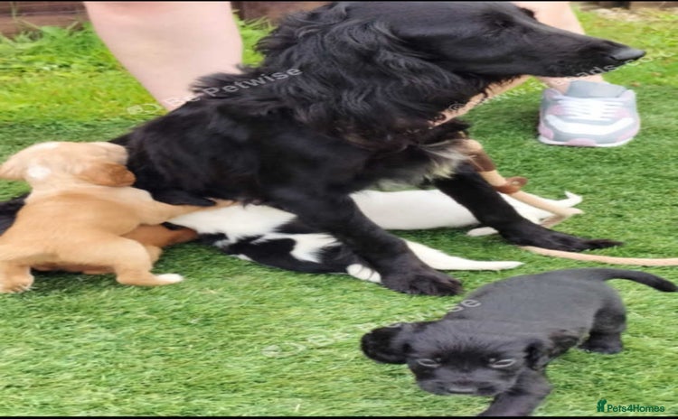 Cocker Spaniel dogs - Advert 10