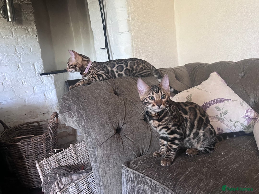 Bengal cats for sale: 2 gorgeous Bengal girls  - Image 9