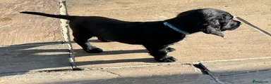 Sprocker 4