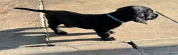 Sprocker dogs for sale: Confident sprockers  in Redruth - Advert 7