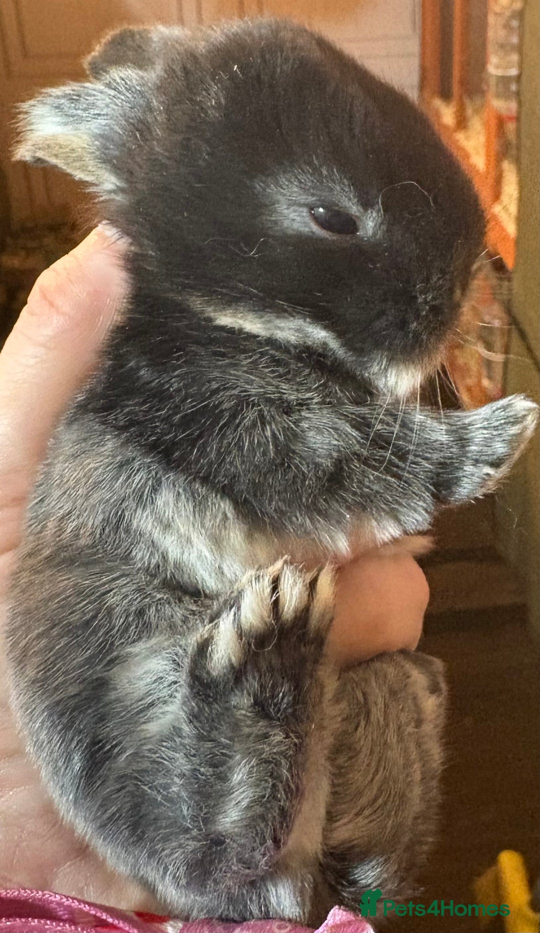 Rex rabbits for sale: Two beautiful rabbit litters - Image 28