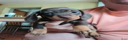 Miniature Dachshund dogs for sale: 3 stunning puppies looking for their forever homes - Advert 2
