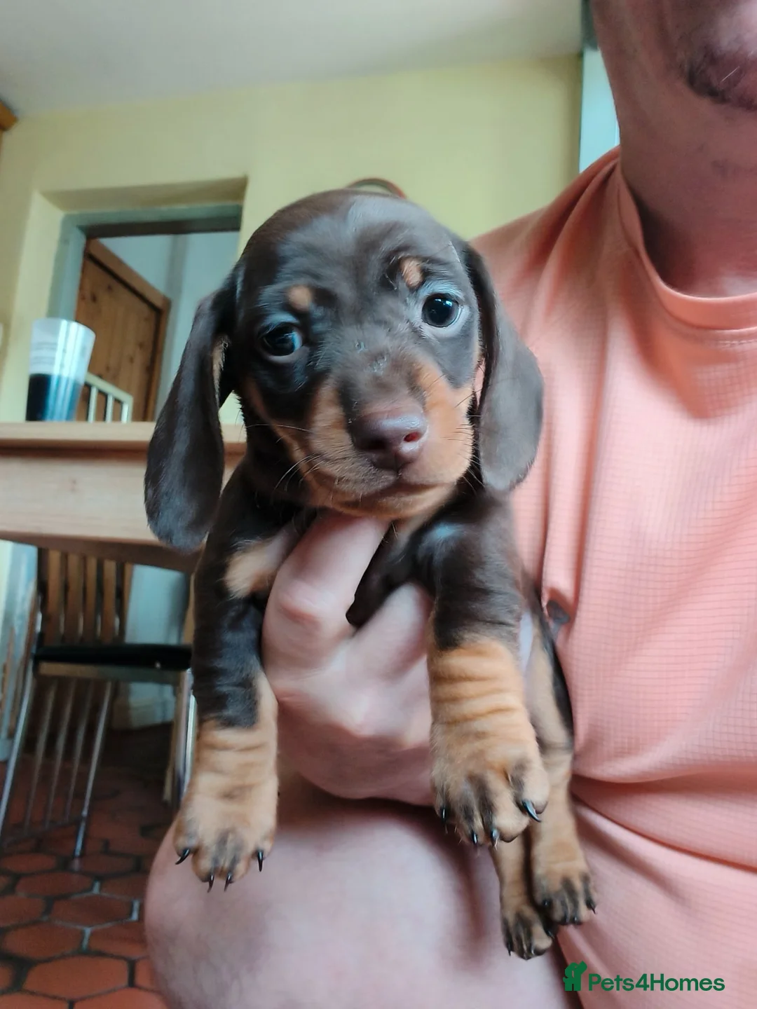 Miniature Dachshund dogs for sale: 3 stunning puppies looking for their forever homes - Advert 2