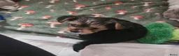 Mixed Breed dogs for sale: 4 gorgeous yorkshire terrier x mini yorkie pups - Advert 10